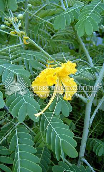 Caesalpinia pulcherrima (yellow)